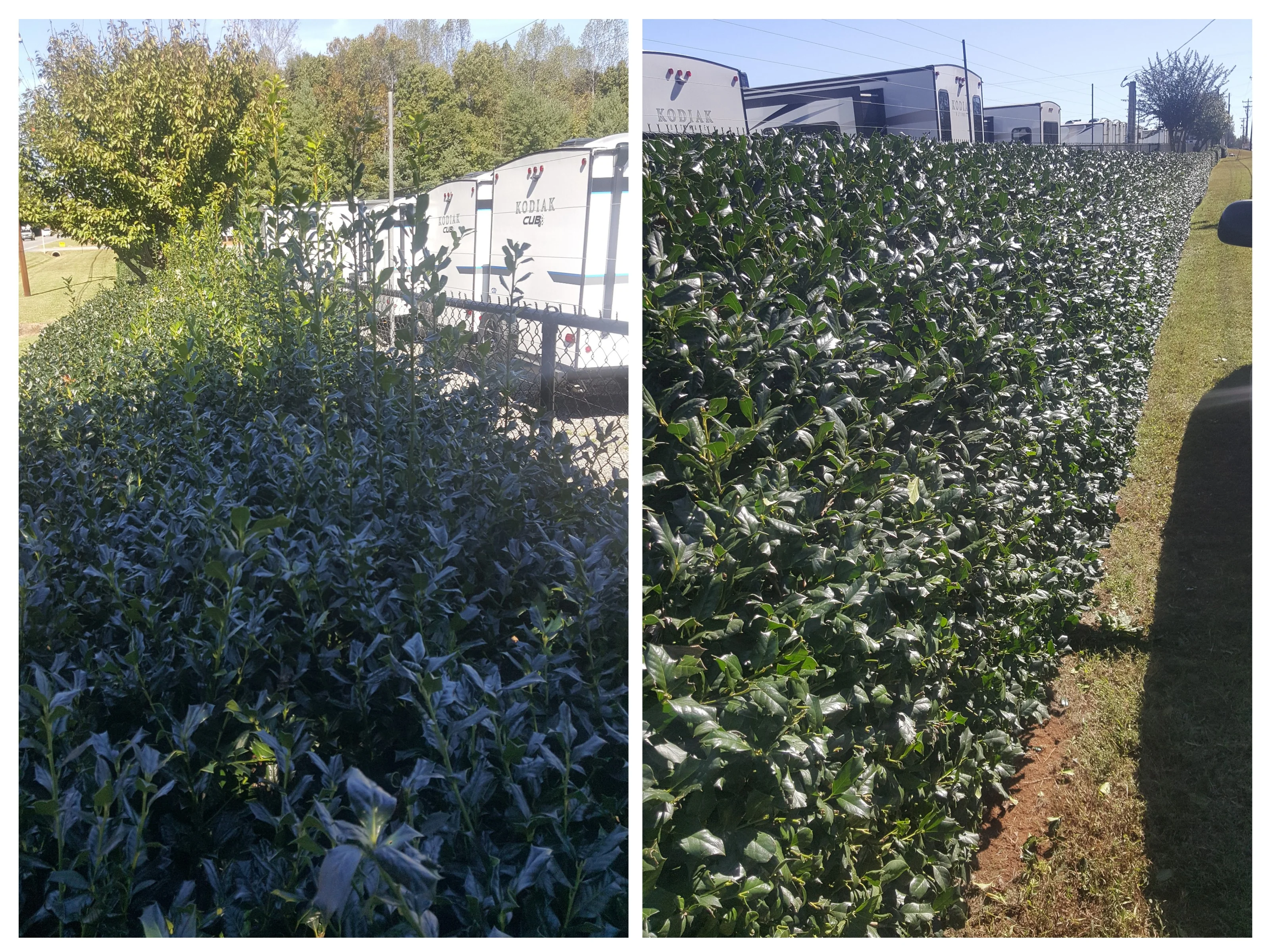 Before and after shrub trimming comparison