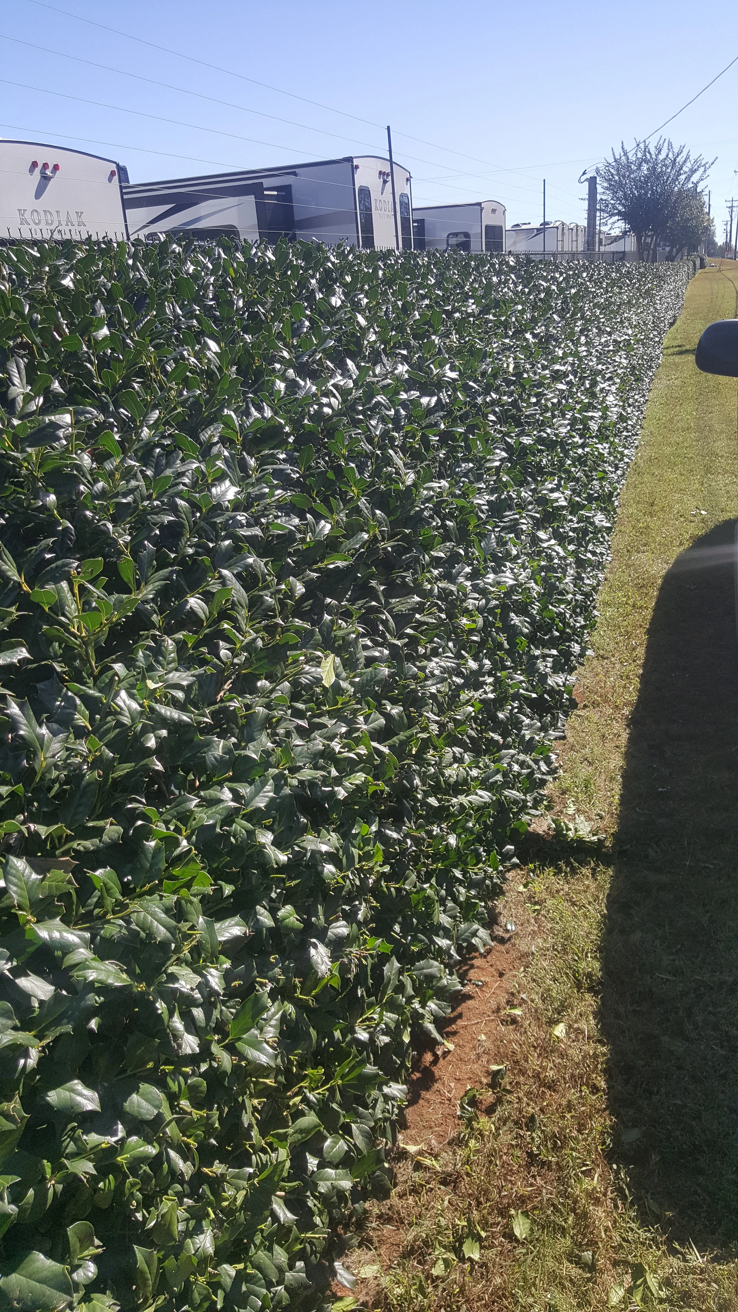 Dense green hedge