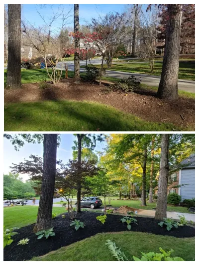 A split image contrasts a sparse, dry planting bed with a newly mulched and planted area featuring hostas and lush greenery around mature trees.